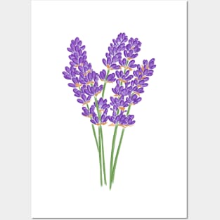 lavender Posters and Art